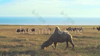 骆驼。俄罗斯一个保护区内草原上的双峰骆驼群